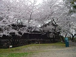 旧広瀬邸が桜に彩られています。