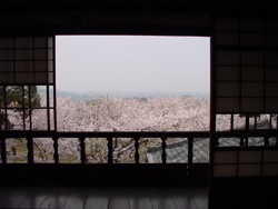 桜のじゅうたんの上に新居浜のまちや瀬戸内海が広がっています。
